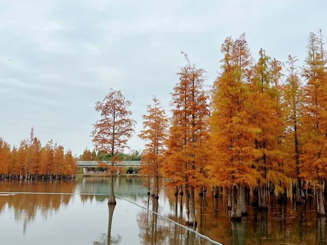 成都白鹭灣濕地公園 | 秋末盛景🪶。