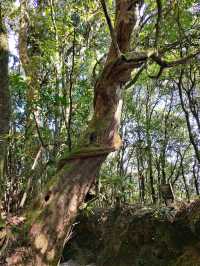 靈寶山國家森林公園。