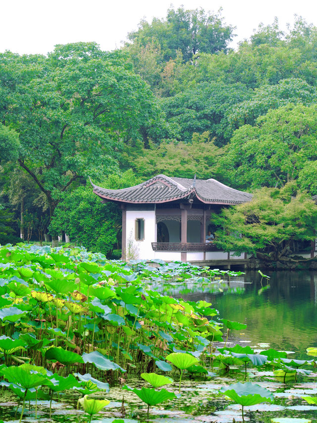 曲院风荷西湖水景