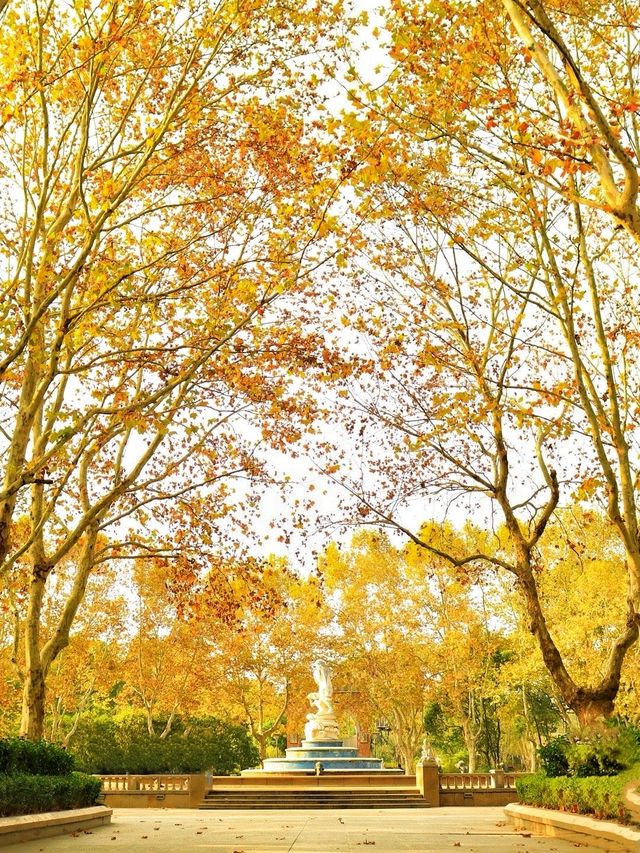 虎丘濕地公園探秘 | 水杉仙境究竟藏在哪？。