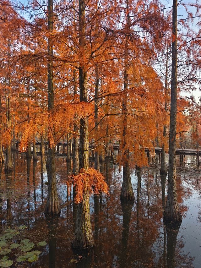 南京池杉湖濕地公園～最佳觀賞路線