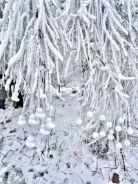秦嶺雪國專列：邂逅冬日奇境的夢幻車票