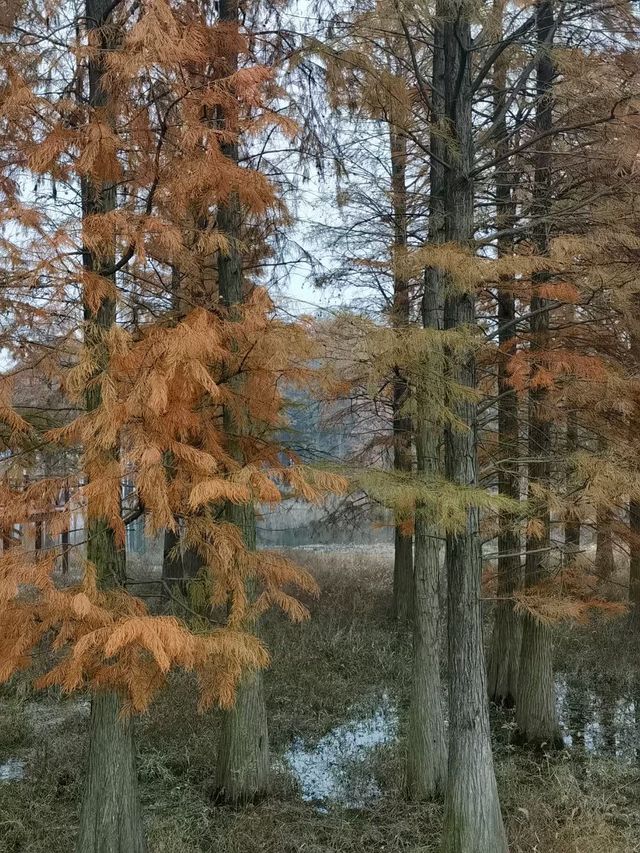 四明湖的紅杉林