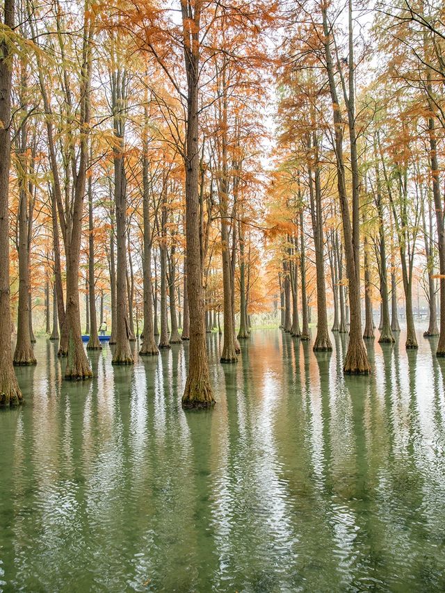 青西郊野公園