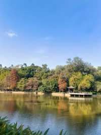 冬日秘境：天河公園的落羽杉幻境