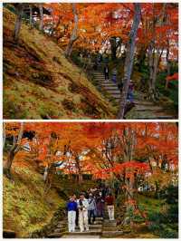 京都·常寂光寺「伏在山坡的美人」體驗和服之美