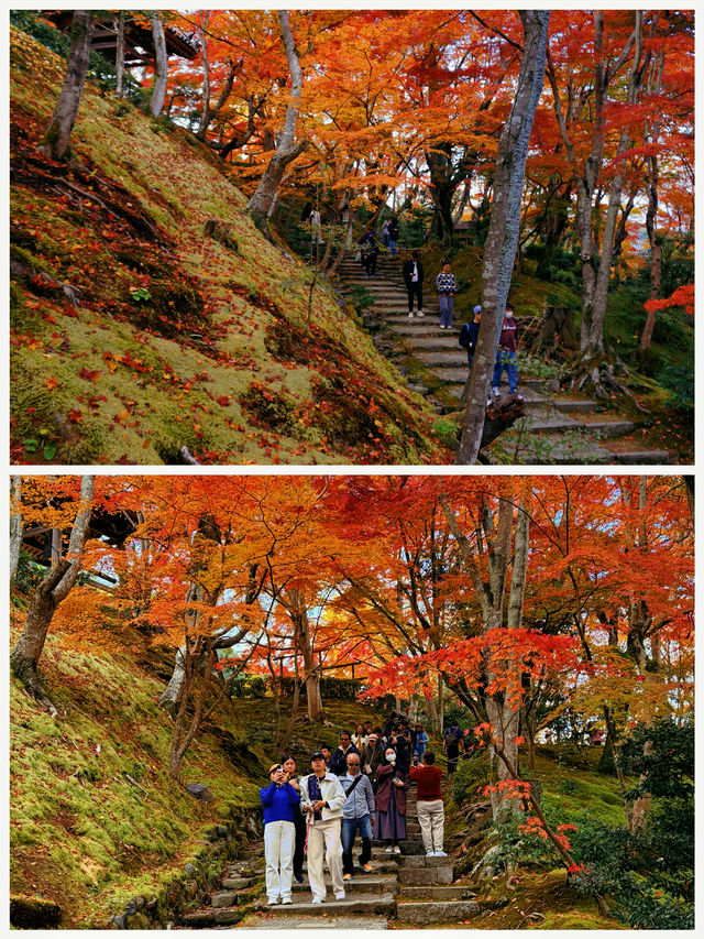 京都·常寂光寺「伏在山坡的美人」體驗和服之美