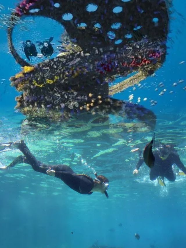 黃金海岸潛水攻略：與海洋精靈共舞的浪漫之旅