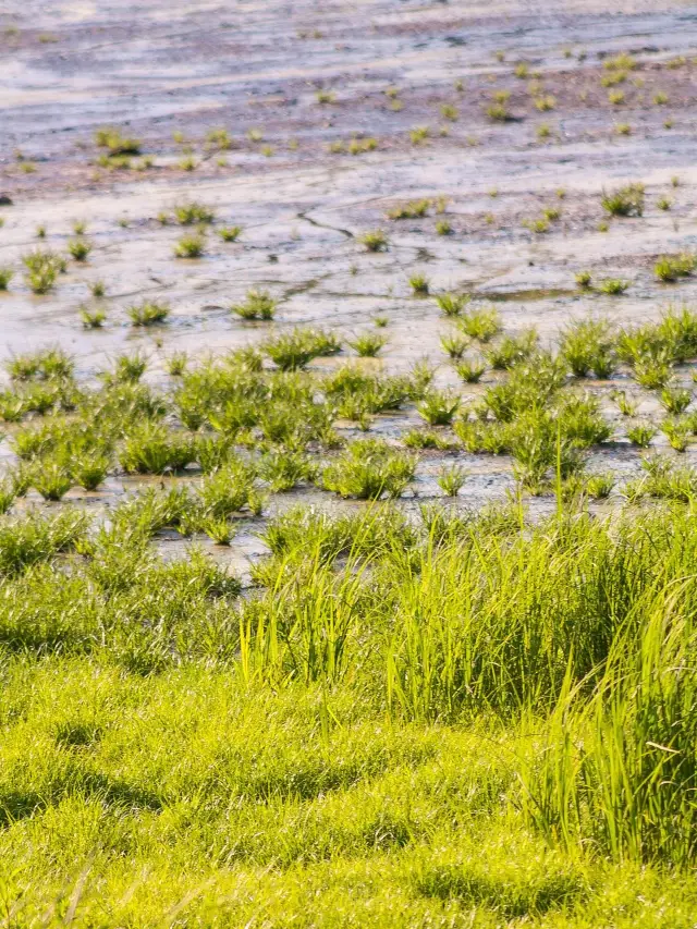 Lijiang-Lugu Lake 2-Day Tour: A Must-Read Guide for Seniors