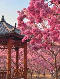江門綠美生態園：實拍最美紫花風鈴木