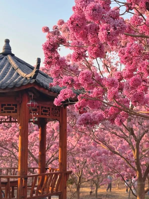 江門綠美生態園：實拍最美紫花風鈴木