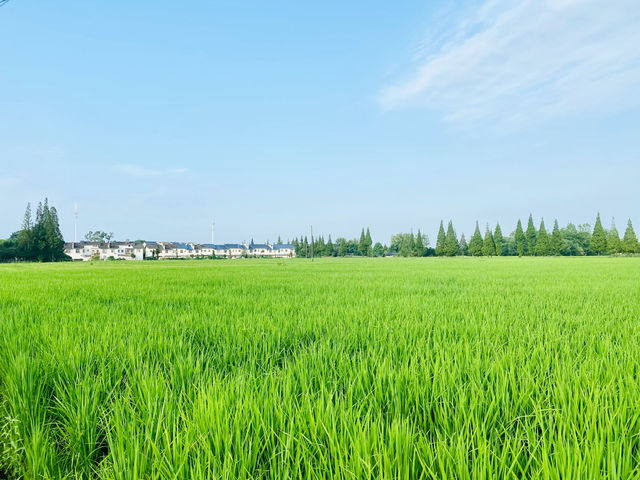 成都周邊遊 菊次郎的夏天