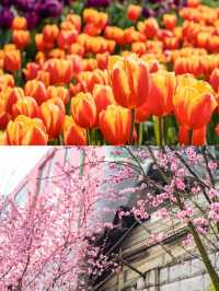 重慶賞花地圖拍花打卡地合集，錯過等一年