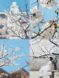 總結了近兩年武漢各個公園櫻花開放時間
