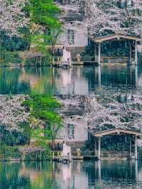 以為西湖的櫻花已經夠美了，直到我去了..