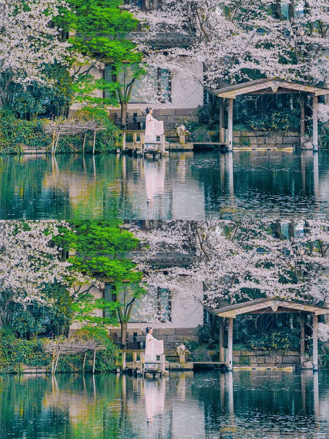 以為西湖的櫻花已經夠美了，直到我去了..