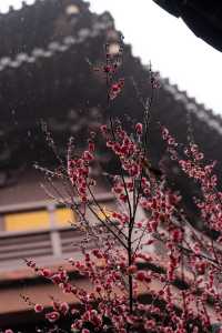 ⁰²¹⁵ 江南無所有，只是被淋了一身紅梅花瓣雨…