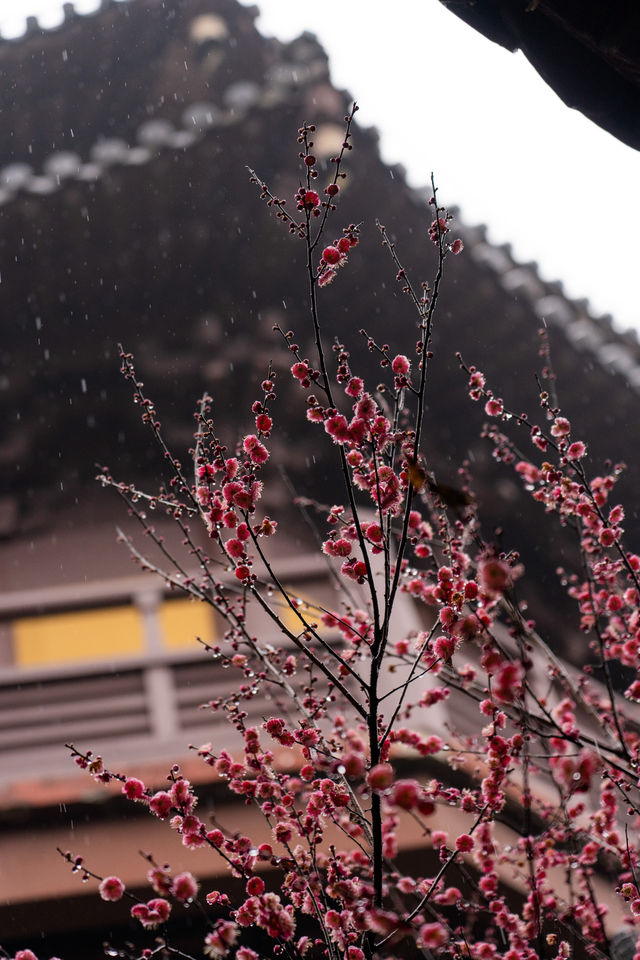 ⁰²¹⁵ 江南無所有，只是被淋了一身紅梅花瓣雨…
