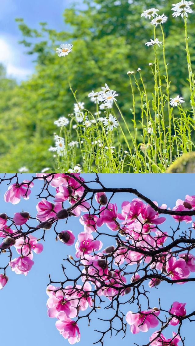 九皇山花溪辛夷花