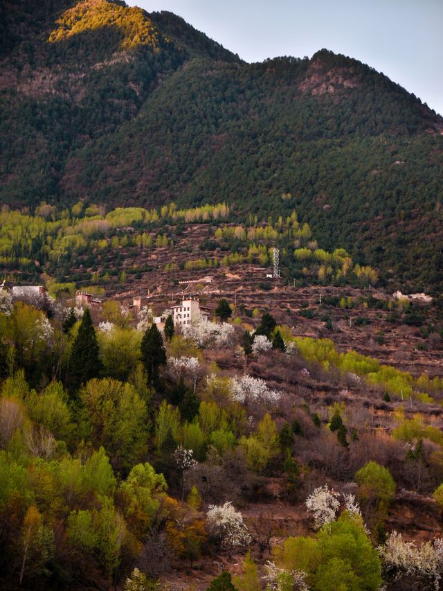 丹巴梨花 | 錯過等一年的川西絕景，這份指南請收藏