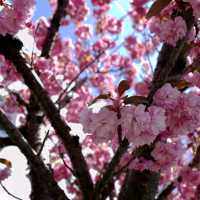 🌸【札幌櫻花夢境】🌸