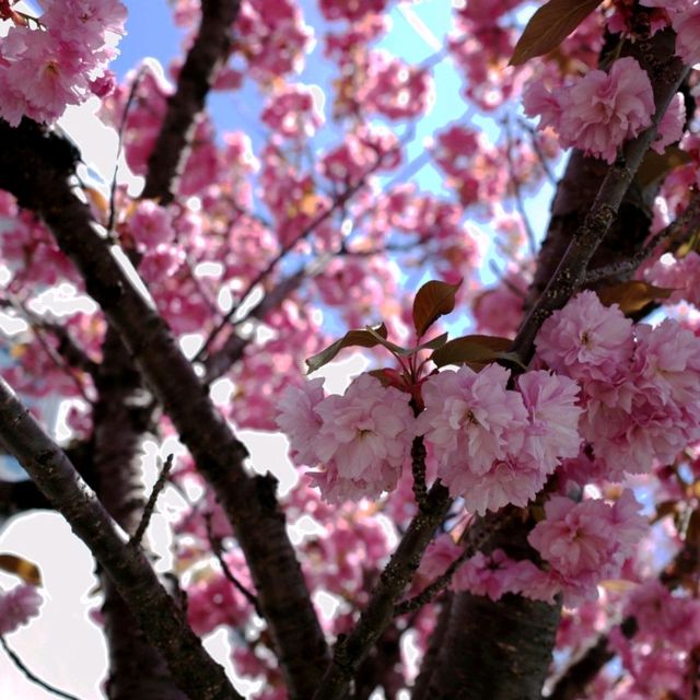 🌸【札幌櫻花夢境】🌸