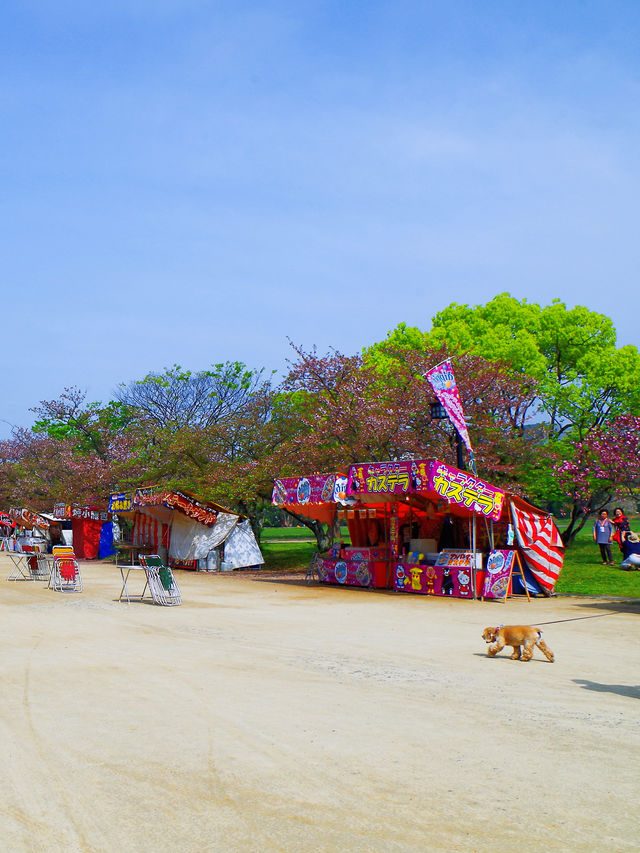 福岡賞櫻 | 邂逅粉色浪漫之旅