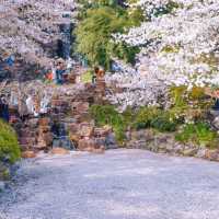 上海“下雪了”🌸 春日浪漫櫻花雨錯過等一年‼️