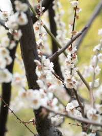 上海靜安雕塑公園梅花太頂流了