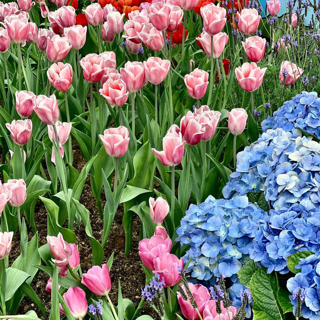 廣州雲台花園｜絕美花海打卡攻略！