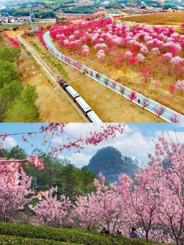 福建春季賞花10大精選路線上線！收藏！