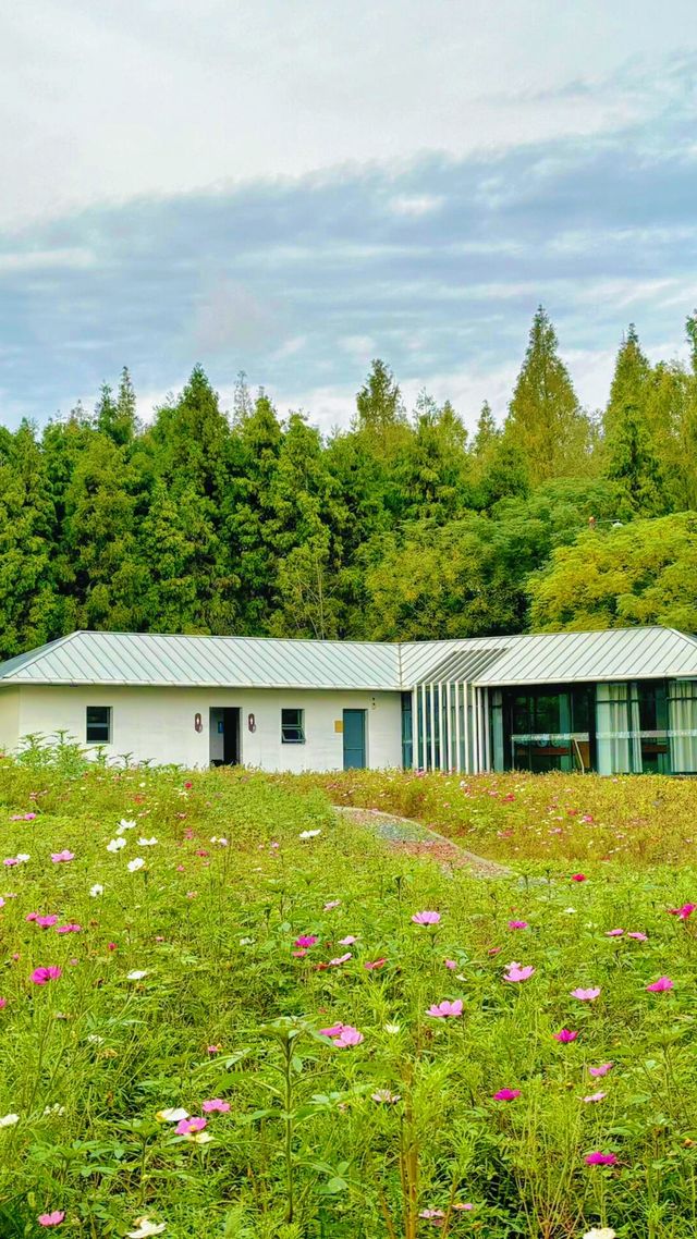 東平國家森林公園：如何避開旅遊高峰期？