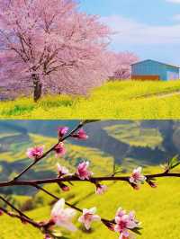 墜入金色海洋·雲南羅平油菜花
