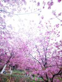 春日追花記
