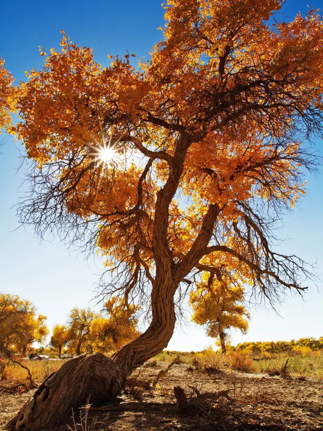 7일 만에 대막 호양림 관광지 등을 모두 둘러보는 자세한 여행 가이드를 빠르게 확인하세요