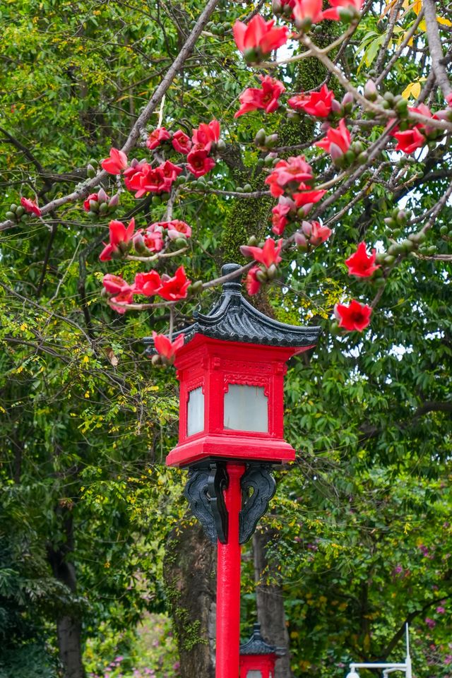 一樹看盡廣州春｜邂逅「中國最美木棉」