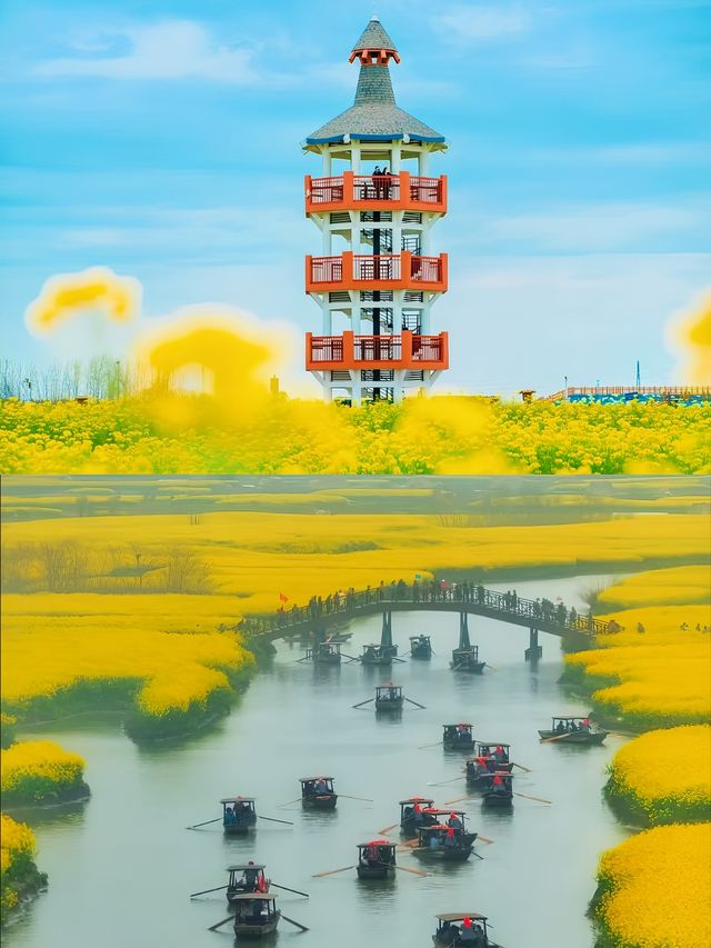 興化果然是油菜花海天花板