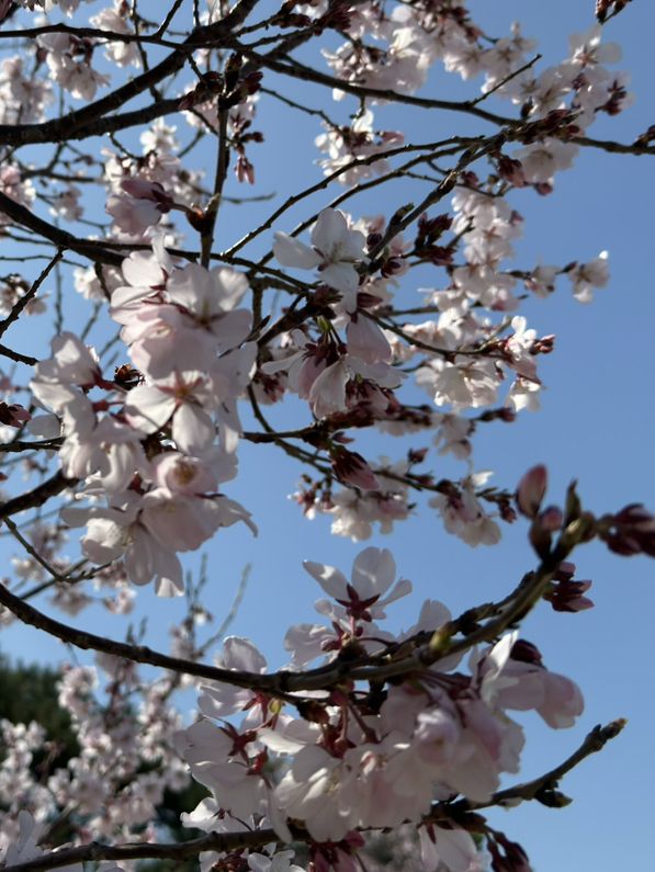 狹山池公園：歷史與自然的交響詩 🌸
