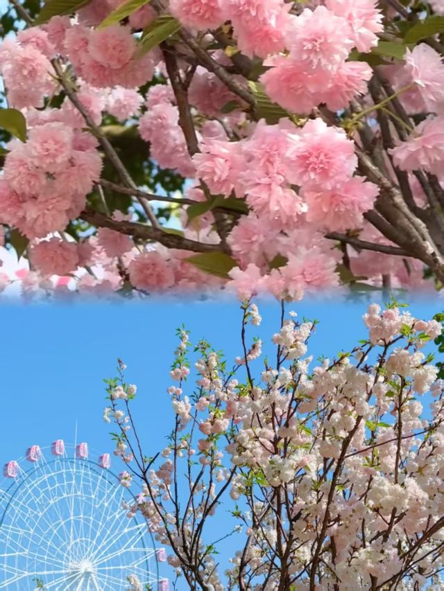 深圳地鐵直達3萬株櫻花海盛開！