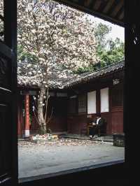 竟然成都市區內千年古寺的玉蘭花美得令人驚嘆