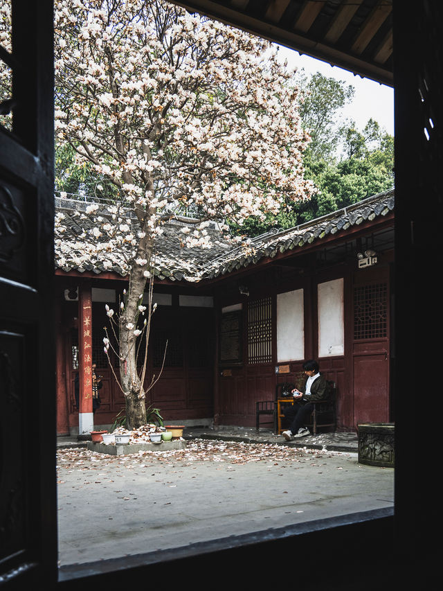 竟然成都市區內千年古寺的玉蘭花美得令人驚嘆