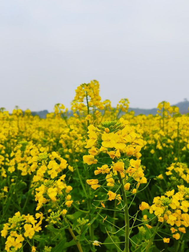 重慶墊江萬畝油菜花田