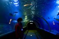 紀伊半島之旅｜和歌山串本海中公園