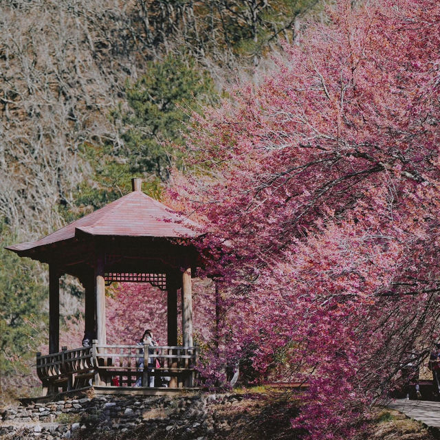 🌸台灣賞櫻天花板！武陵農場美到破防