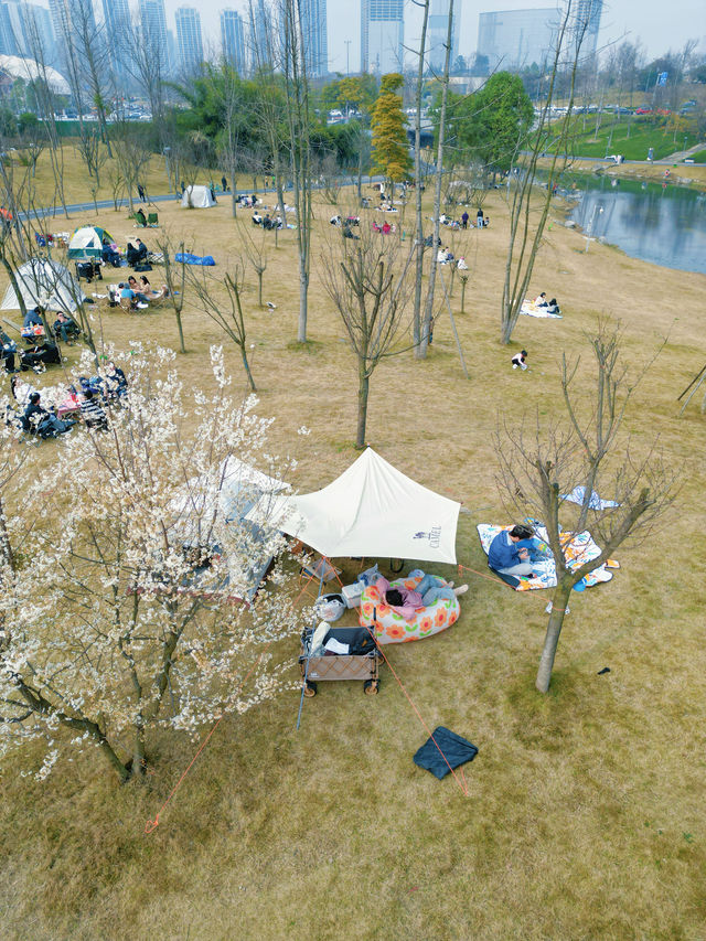 成都週末｜公園露營天花板，櫻花樹下烤肉撈魚