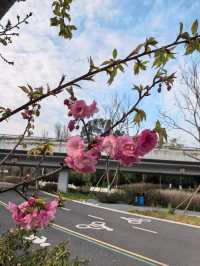 昆明滇池綠道：徒步與觀景的完美結合