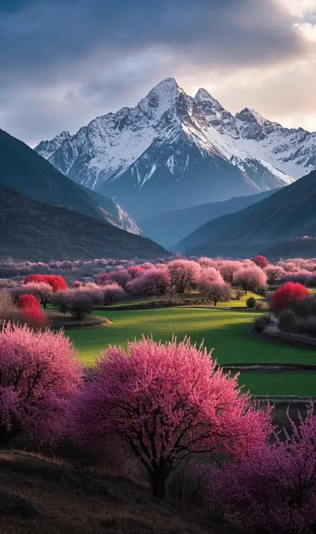 4月、百花繚乱の季節、お花見旅行にぴったりの時期です！中国の4大絶景お花見都市を巡りましょう。