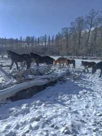 哈爾濱等地9日遊 玩轉冰雪大世界超詳細攻略