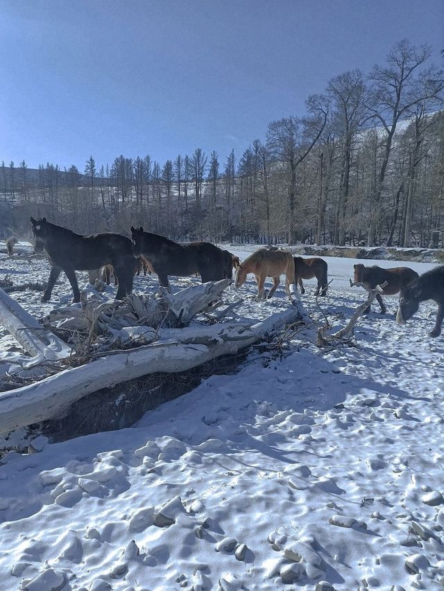 哈爾濱等地9日遊 玩轉冰雪大世界超詳細攻略