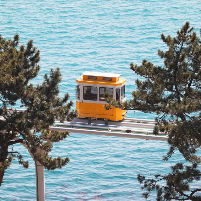 必衝釜山！海與櫻花同框打卡勝地🌸